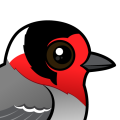 Birdorable Red-faced Warbler