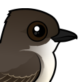 Birdorable Eastern Phoebe