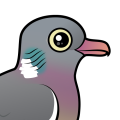 Birdorable Common Wood Pigeon