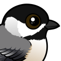 Birdorable Carolina Chickadee