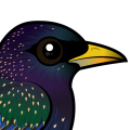 Birdorable European Starling
