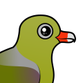 Birdorable African Green Pigeon