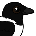 Birdorable Pied Crow