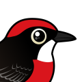 Birdorable Crimson Chat