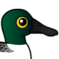Birdorable Northern Shoveler