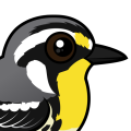 Birdorable Yellow-throated Warbler