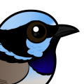 Birdorable Superb Fairywren