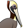Birdorable Brown Pelican
