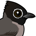 Birdorable White-spectacled Bulbul