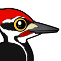 Birdorable Pileated Woodpecker