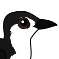 Birdorable Guadalupe Murrelet