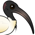 Birdorable Australian Ibis