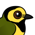 Birdorable Hooded Warbler