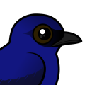 Birdorable Purple Martin