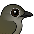 Birdorable Puaiohi