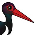 Birdorable Black Stork