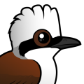 Birdorable White-crested Laughingthrush