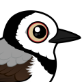 Birdorable White-fronted Chat
