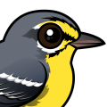 Birdorable Adelaide's Warbler