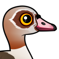 Birdorable Egyptian Goose