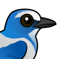 Birdorable Florida Scrub-Jay