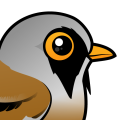 Birdorable Bearded Reedling