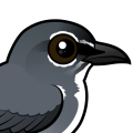 Birdorable Spectacled Flowerpecker