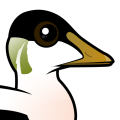 Birdorable Common Eider