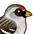 Birdorable Hoary Redpoll