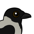 Birdorable Hooded Crow