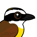 Birdorable Great Kiskadee