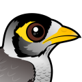 Birdorable Noisy Miner