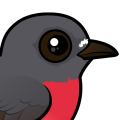 Birdorable Rose Robin