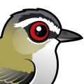 Birdorable Red-eyed Vireo