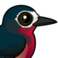 Birdorable Puerto Rican Woodpecker