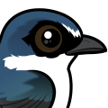 Birdorable White-rumped Swallow