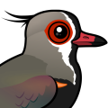 Birdorable Southern Lapwing