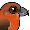 Birdorable Red Crossbill