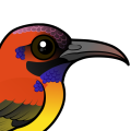 Birdorable Mrs. Gould's Sunbird