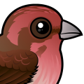 Birdorable Purple Finch