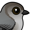 Birdorable Bushtit