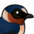 Birdorable Cliff Swallow