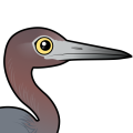 Birdorable Little Blue Heron