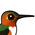 Birdorable Allen's Hummingbird