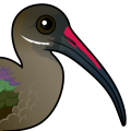 Birdorable Hadada Ibis