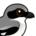 Birdorable Loggerhead Shrike