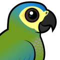 Birdorable Red-bellied Macaw