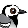 Birdorable White Wagtail