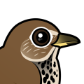 Birdorable Hermit Thrush