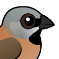 Birdorable Black-throated Finch